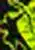 Poison Arrow